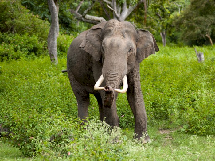Kawanan Gajah Ini Akhirnya Pulang ke 'Rumah', Usai Cari Sumber Makanan
