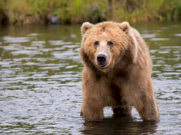 Beruang Ini Membuat Geger Para Wisatawan, Cek Poster Sendiri di Area Informasi