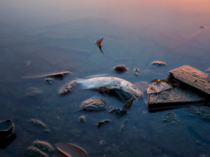 Diduga Tercemari Limbah Minyak, Ratusan Ribu Ikan Milik Warga Medan Mati Mendadak