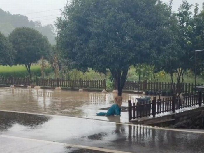 Marah Ditinggal Pemiliknya Kerja, Anjing Ini Berdiri 2 Jam di Tengah Hujan