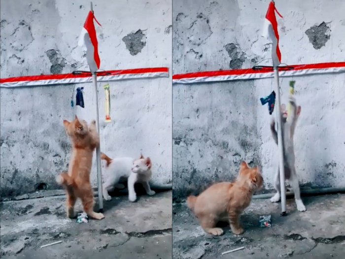 Menggemaskan! Video Anak Kucing Ikut Lomba Panjat Pinang 17 Agustus, Netizen: Dampak PPKM