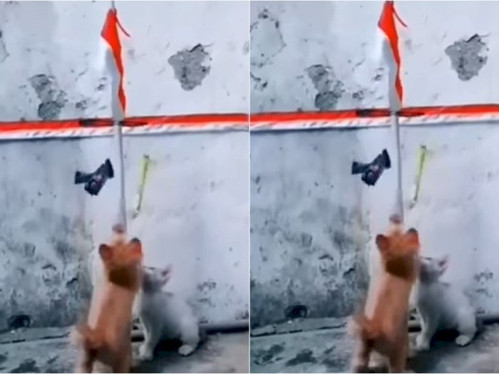Video Lucu Anak Kucing 'Ikut Lomba 17-an', Bikin Netizen Gemas