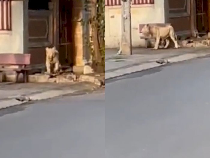 Video Menegangkan saat Seekor Singa Lepas dan Berjalan di Kota, Bikin Netizen Ngeri