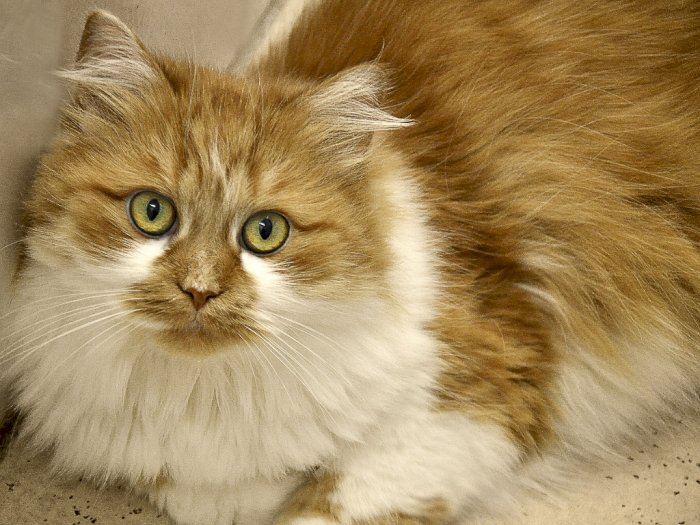 Kucing Ini Berhasil Pulang ke Rumah Setelah 1 tahun  Hilang, Tempuh Jarak Sampai 1600 Km