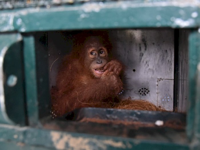 FOTO: Pemulangan Orangutan Sumatra