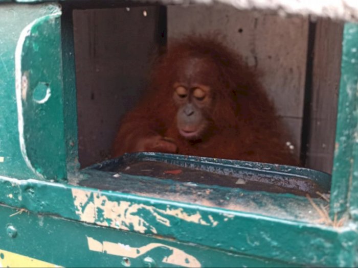 BBKSDA Sumut Terima Pemulangan Satu Individu Orangutan Sumatera, Kondisinya Sehat