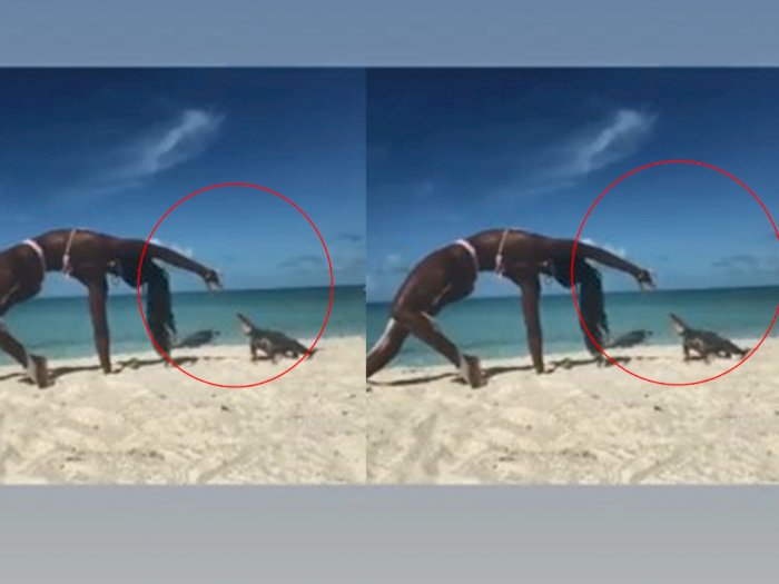 Sedang Kayang Saat Mengajar Yoga Online di Pantai, Tangan Wanita Ini Digigit Iguana