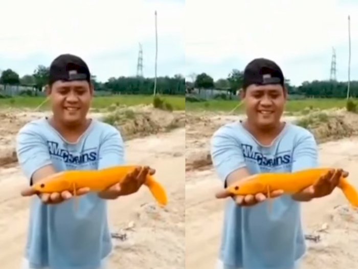 Geger! Warga Temukan Ikan Gabus Warna Oranye, Ogah Dijual dengan Harga Tinggi