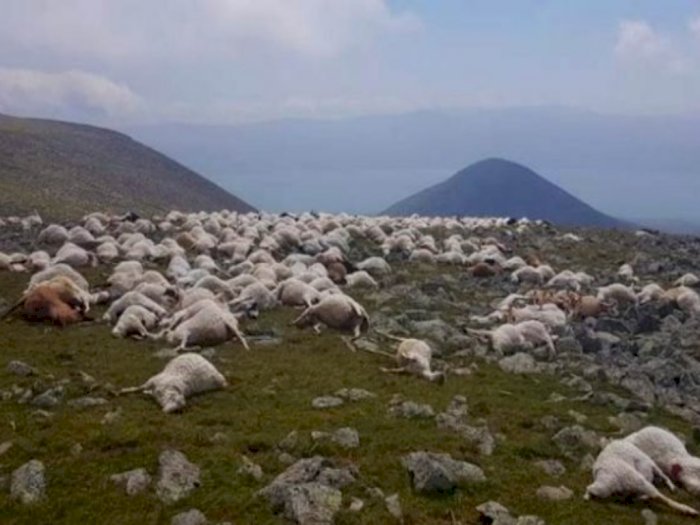 Sedih! Ratusan Domba Tewas Akibat Sembaran Petir di Padang Rumput
