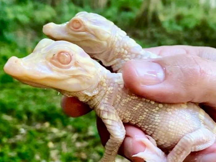 Kejadian Langka, 2 Aligator Albino Menetas di Kebun Binatang Kenansvill, Florida!