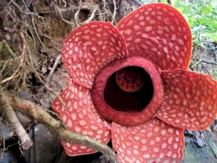 Langka! Rafflesia Gadutensis Mekar di Sungai Gambir Sako Tapan