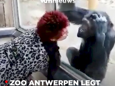 Wanita Ini Dilarang Masuk ke Kebun Binatang karena 'Hubungan Istimewanya' dengan Simpanse