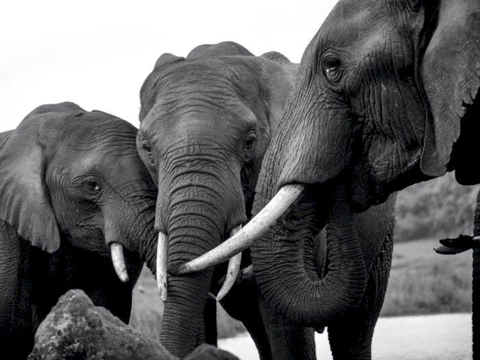 Gajah di Sri Lanka Harus Mempunyai KTP Hingga Wajib Mandi 2,5 Jam Seharinya