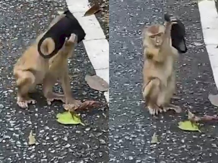 Video Monyet Memakai Masker, 'Ingatkan' Warga yang Bandel Tak Ikuti Protokol Kesehatan