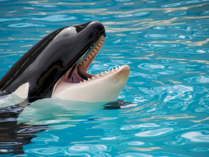 Paus Orca Ini Mati Mendadak di Sea World San Diego!