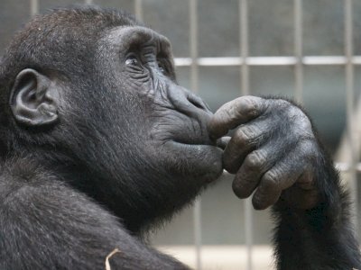 Mengintip Kisah Cinta Terlarang antara Manusia dengan Simpanse