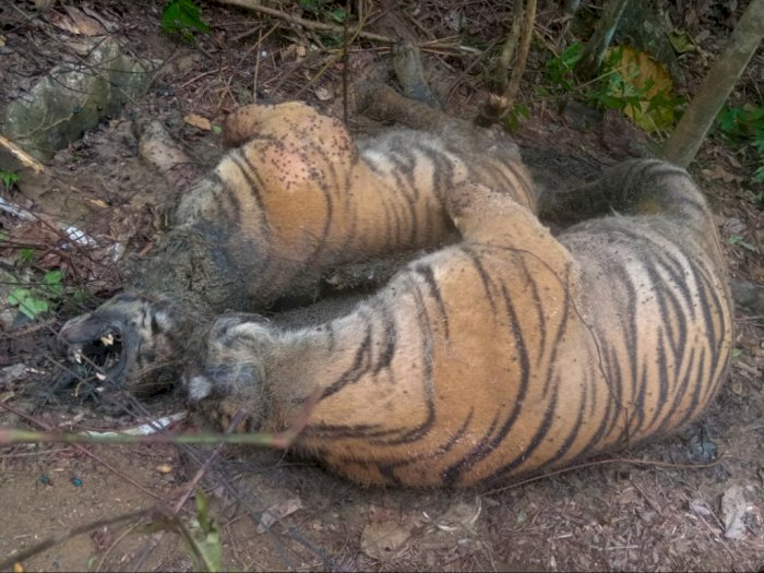 FOTO: Tiga Ekor Harimau Sumatera Mati Akibat Jeratan Babi