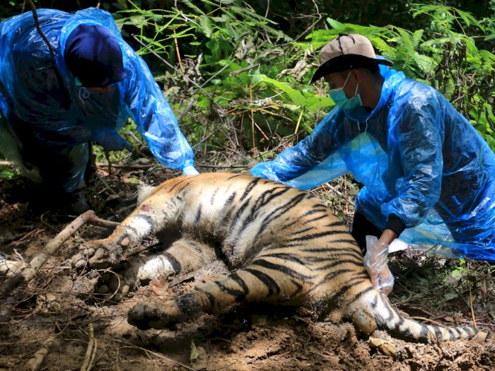 Sedih! Tiga Harimau Sumatra Ditemukan Mati di Aceh Selatan, Terkena Jerat