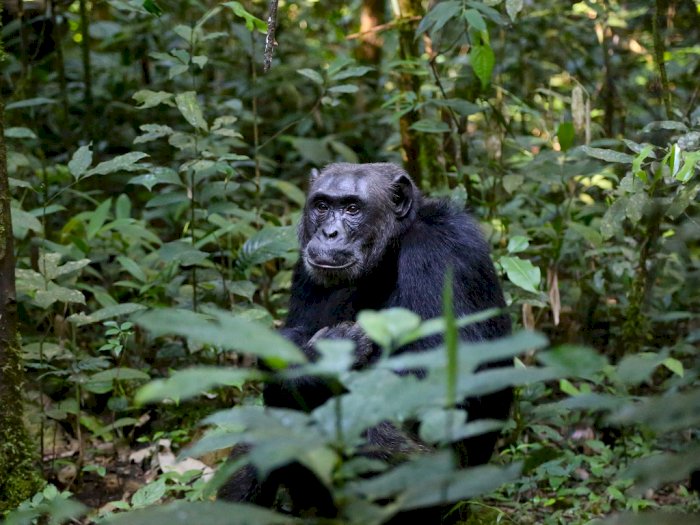 Wanita Ini Ditolak Masuk Kebun Binatang Karena Punya 'Hubungan' dengan Salah Satu Simpanse