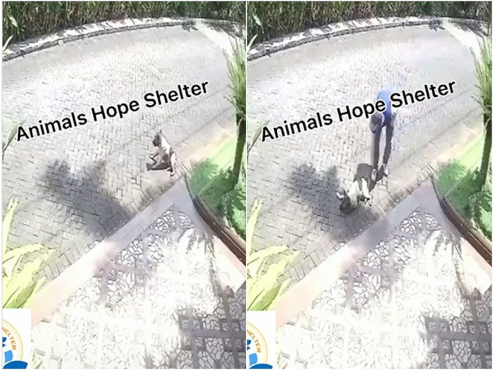 Viral Penembakan Anjing di Malang Terekam Kamera CCTV, Polisi Turun Tangan