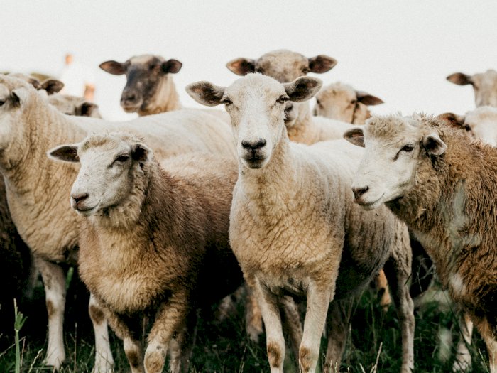 Sebanyak 550 Ekor Domba Dilaporkan Mati, Karena Ini