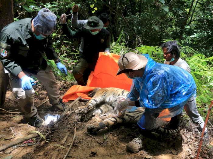 FOTO: Evakuasi Bangkai Harimau Sumatera