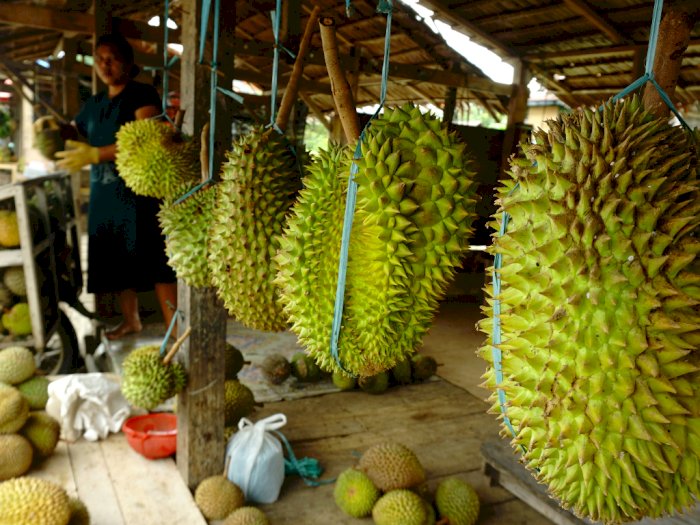 FOTO: Panen Durian di Mamuju