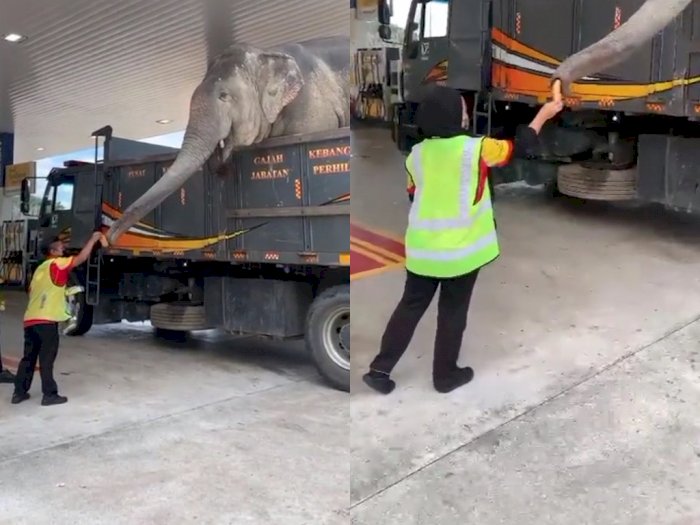 Video Pekerja SPBU Mendapatkan Kejutan Indah dari Seekor Gajah, Aksinya Gemas Banget!