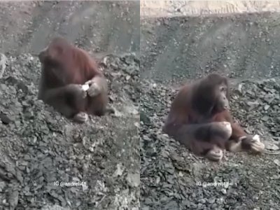 Viral, Video Orangutan Terduduk Kebingungan di Pertambangan Kutai Timur, Netizen: Kasihan
