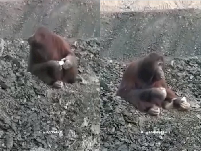Viral, Video Orangutan Terduduk Kebingungan di Pertambangan Kutai Timur, Netizen: Kasihan