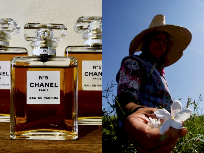 Chanel Membeli Ladang Bunga Melati, Inilah Alasannya!