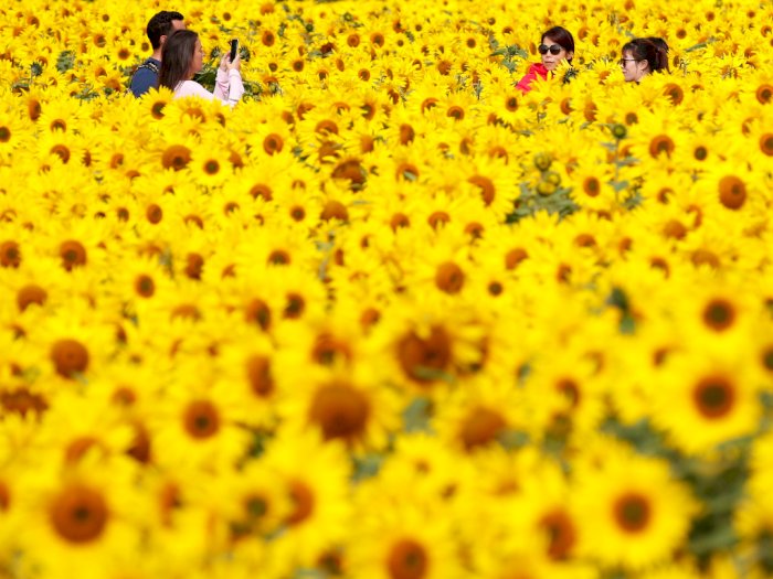 FOTO: Hamparan Bunga Matahari di The Pop Up Farm, Inggris