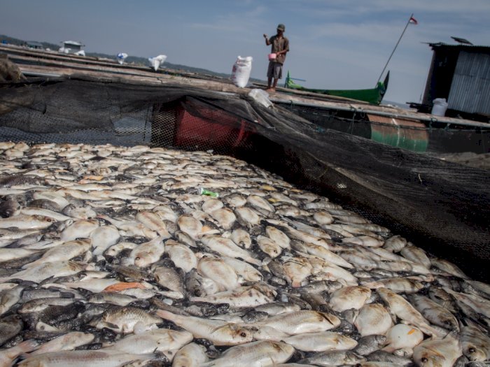FOTO: Ribuan Ikan Keramba Waduk Kedung Ombo Mati