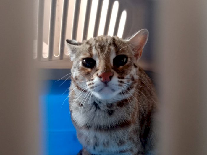 Warga Tulungagung Tak Sengaja Temukan Kucing Hutan, Kini Diserahkan ke BKSDA Kediri
