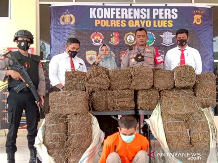 Polisi Gagalkan Peredaran 110 Kilogram Ganja di Aceh, Pelaku Terancam 20 Tahun Penjara