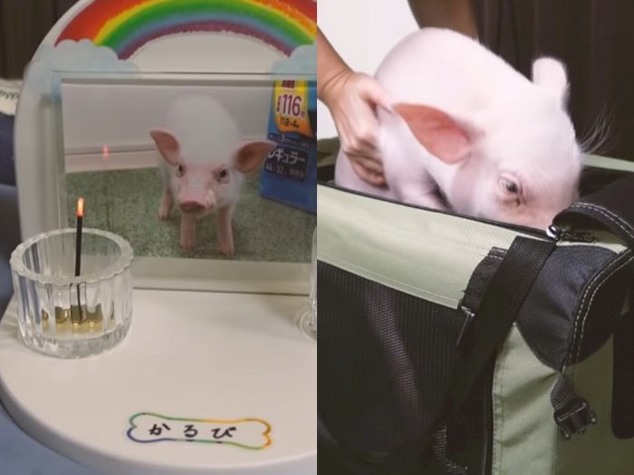 YouTuber Ini Rekam Pertumbuhan Babi Peliharaannya, Hari ke-100 Justru Dibunuh dan Dimakan