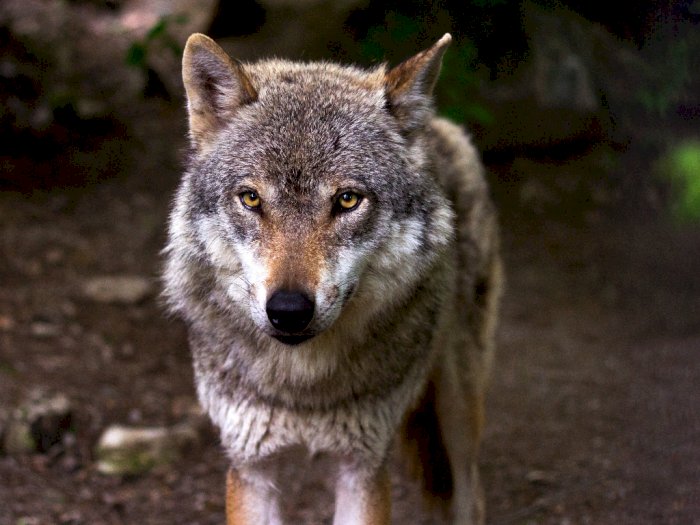 Karena Serang Pertenakan dan Bunuh Hewan Ternak, 2 Serigala Ini Harus Dibunuh