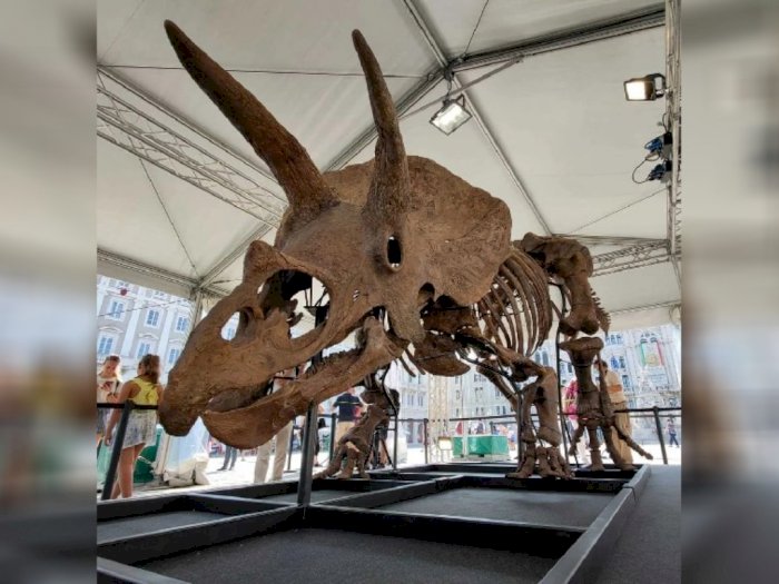 Sisa-sisa Fosil Dinosaurus Triceratops akan Dijual di Rumah Pelelangan Paris!