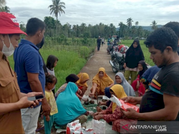 Serangan Hama Tikus di Tapsel Meluas, 40 Hektare Sawah Petani Rusak Parah