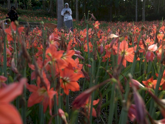 FOTO: Kebun Bunga Amarilis Mulai Berbunga