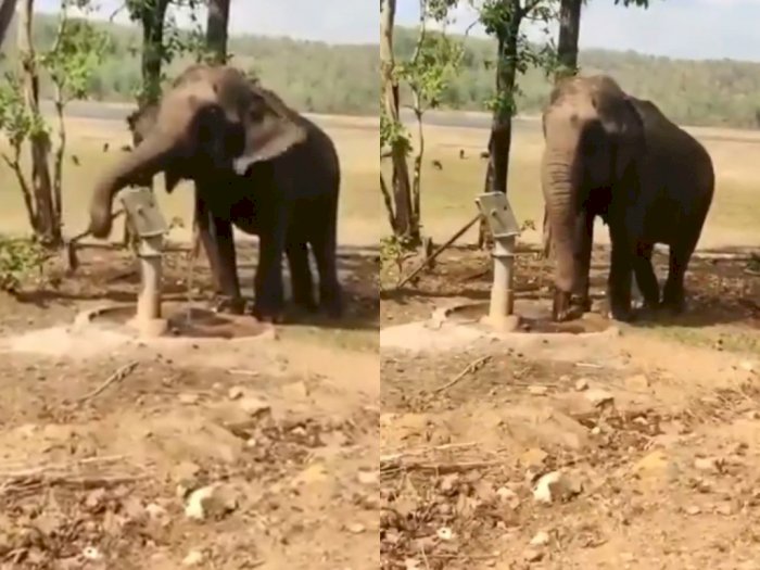 Gajah Pintar Ini Terekam Ambil Air dari Sumur Pompa Pakai Belalainya & Minum Secukupnya