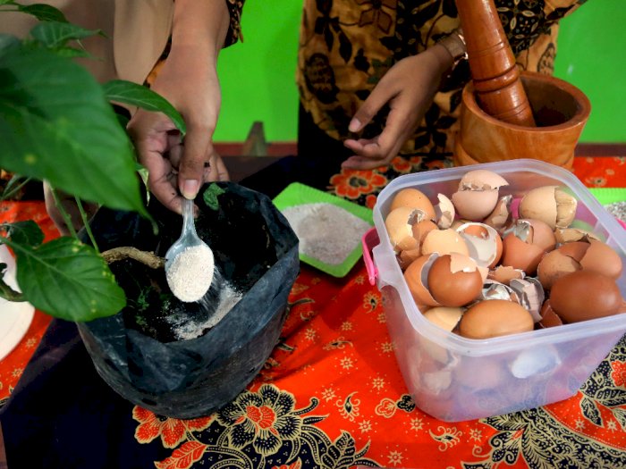 FOTO: Memanfaatkan Limbah Cangkang Telur Menjadi Pupuk Organik