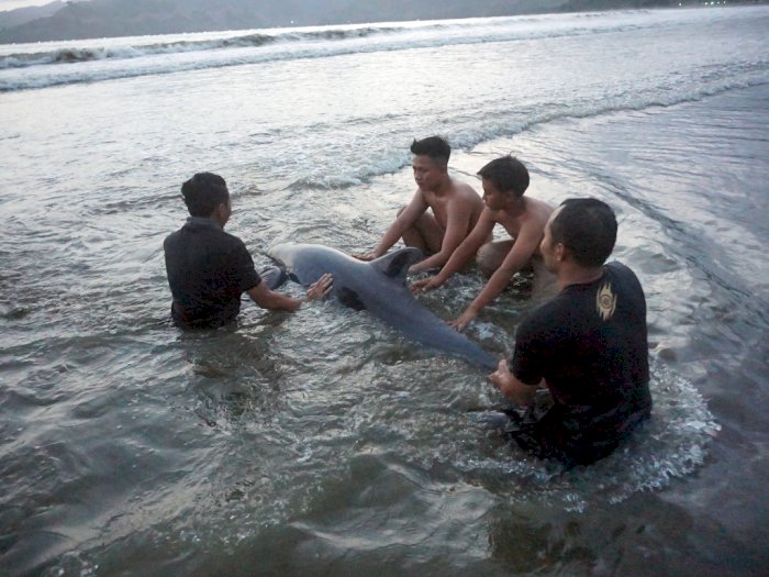 FOTO: Lumba-lumba Terdampar di Pantai Sidem