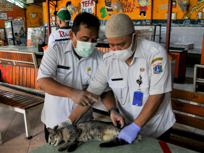 FOTO: Sterilisasi Kucing di Jakarta