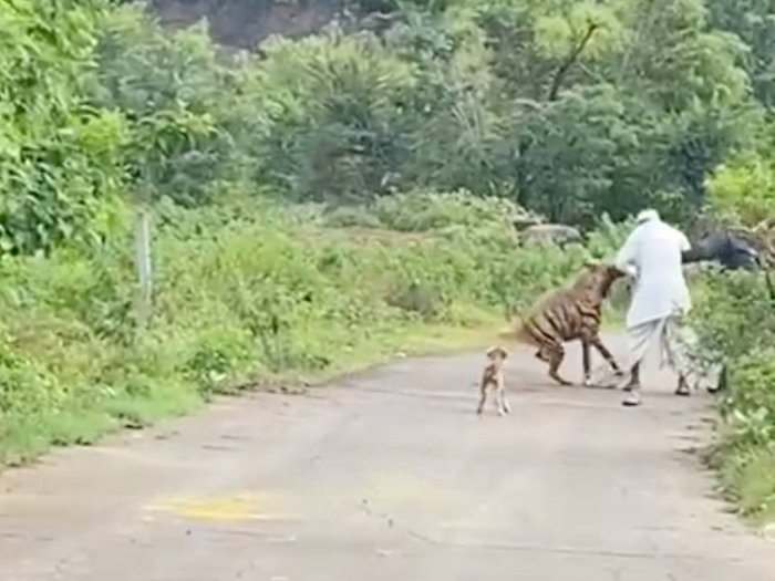 Momen Ngeri Lansia Diterkam Si Predator Hyena saat Jalan Santai Bersama Anjingnya