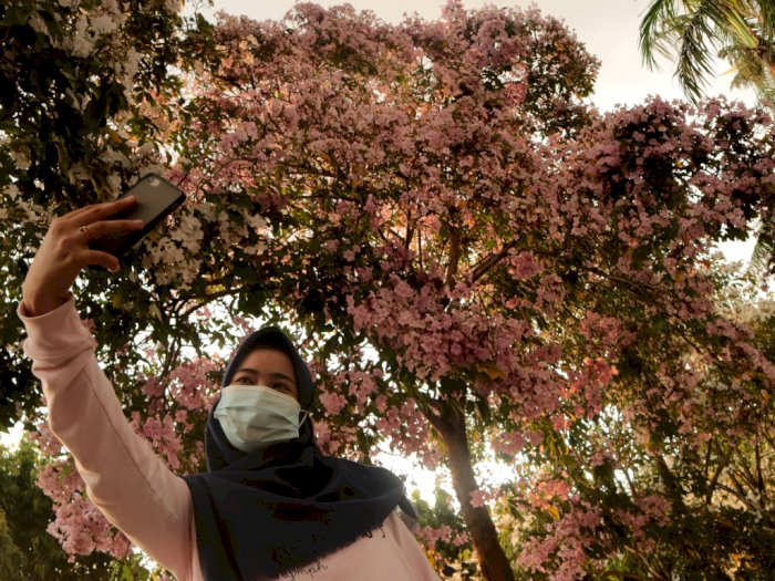 FOTO: Bunga Tabebuya Bermekaran di Alun-alun Jombang