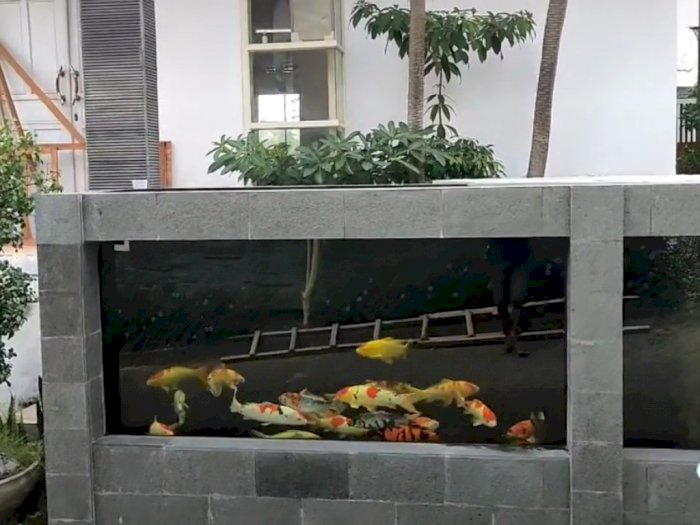 Viral! Pria Ini Buat Pagar Rumahnya dari Kolam Ikan Koi, Netizen Malah Takutkan Hal Ini