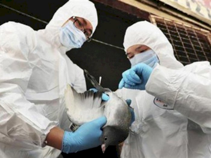 Naikkan Status Waspada Flu Burung, Prancis Akan Musnahkan Semua Hewan yang Terinfeksi