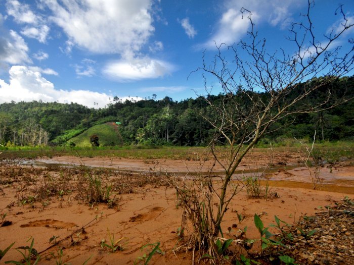 FOTO: Lahan Pertanian Terdampak Limbah Tambang Emas