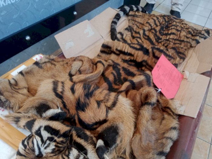 Polisi Gagalkan Penyelundupan Kulit Harimau Sumatera di Lampung Selatan